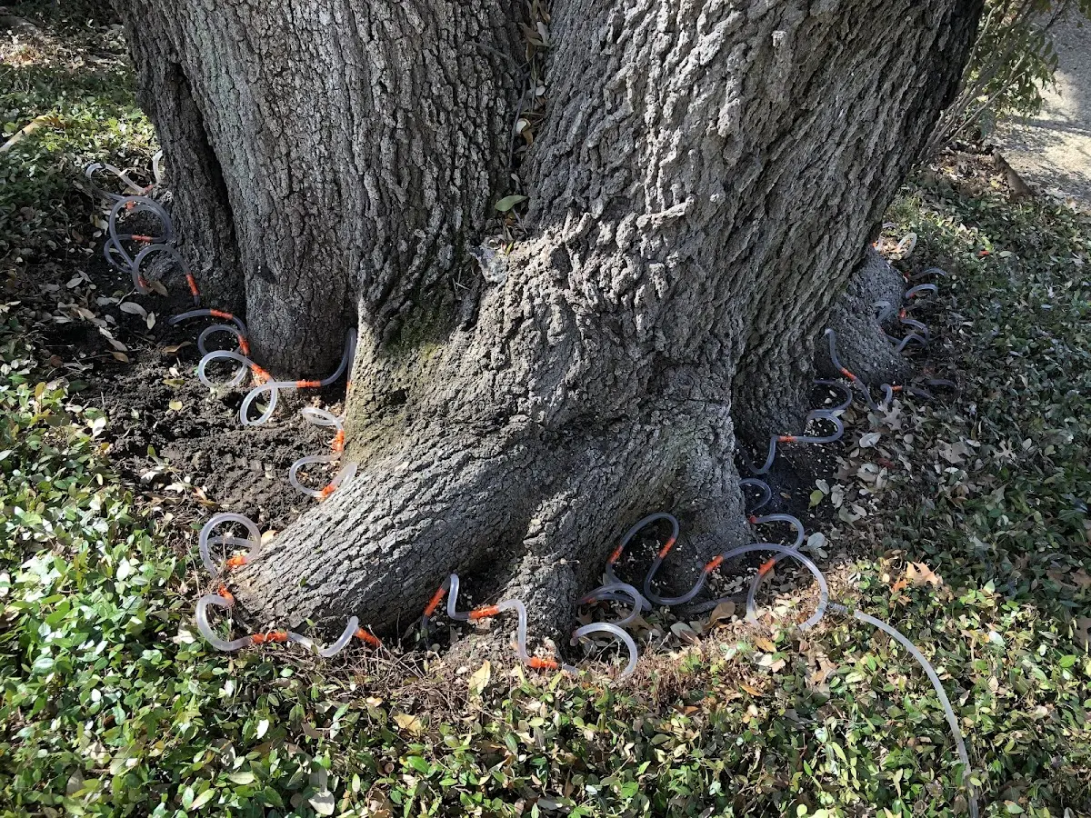 Detailed Tree Cabling and Bracing job site in Glen Aubrey
