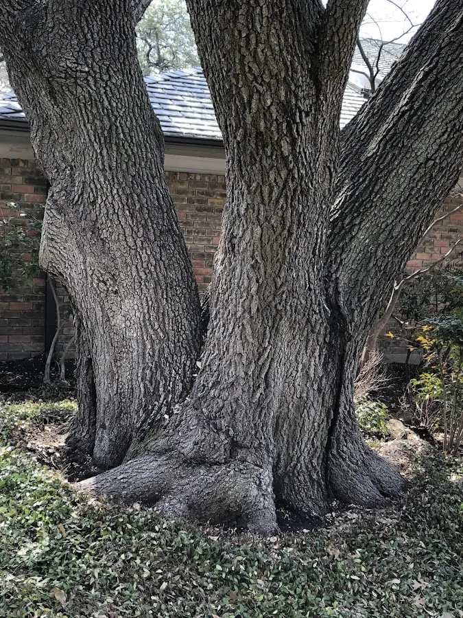 Mature heritage tree close to a Glen Aubrey property cared for by certified arborists
